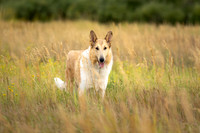 RPP_2575-10