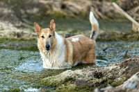 Swamp collie