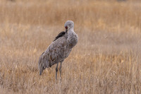 Sandhill crane