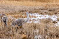 Sandhill cranes