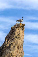 Canada goose on sandstone