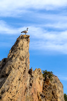 Canada goose on sandstone