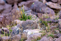 Pika at Leidy Peak