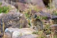Pika