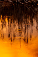 Cattail Sunset in Browns Park