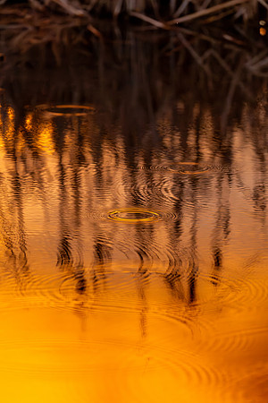 Cattail Sunset in Browns Park