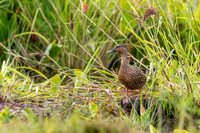 Koloa maoli - Hawaiian duck
