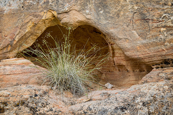 Indian ricegrass in sandstone