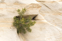 Pinyon growing out of sandstone