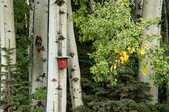 Birdhouse in aspen grove