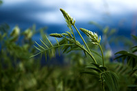 Wild licorice