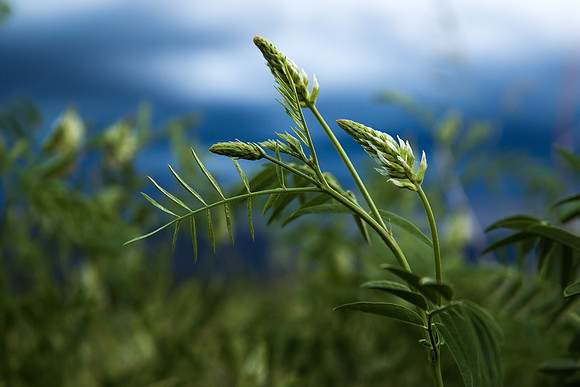 Wild licorice