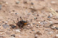 Mormon Cricket