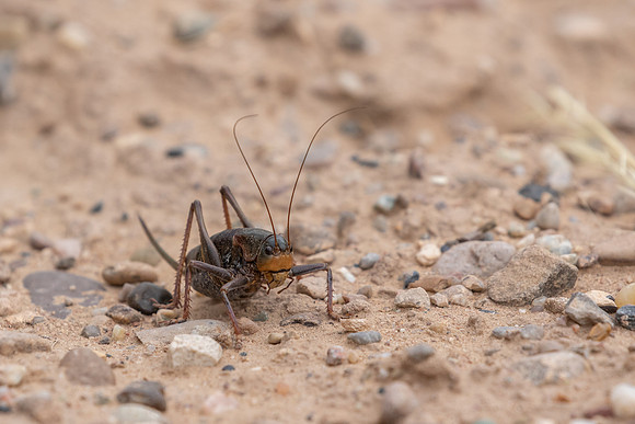 Mormon Cricket