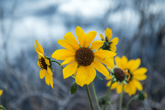 Sunflower