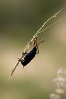 Mormon cricket