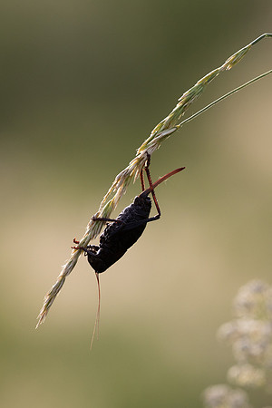 Mormon cricket
