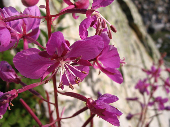 Fireweed