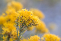 Rabbitbrush