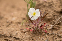 Primrose