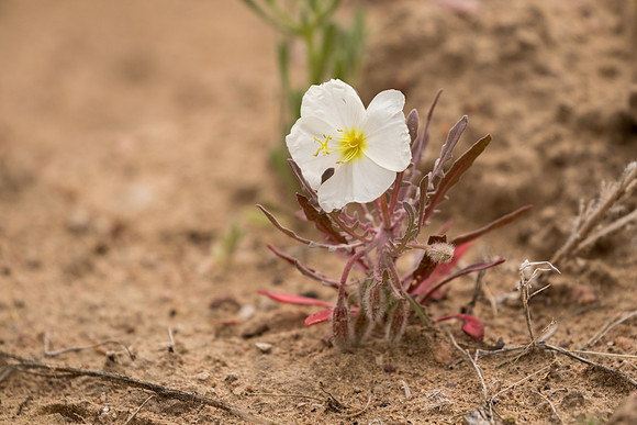 Primrose