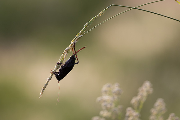 Mormon cricket