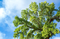 Cottonwood tree