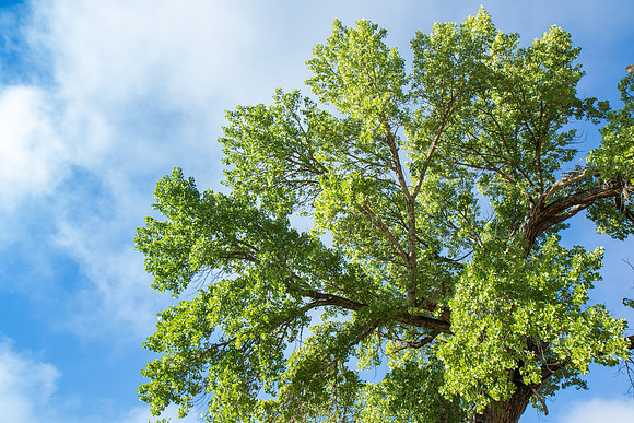Cottonwood tree