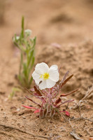 Primrose