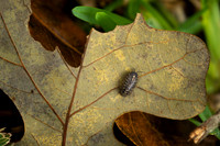 Roly poly bug on an oak leaf
