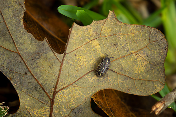 Roly poly bug on an oak leaf