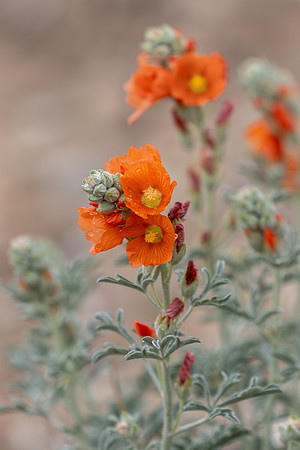 Scarlet globemallow