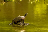 Red-eared slider