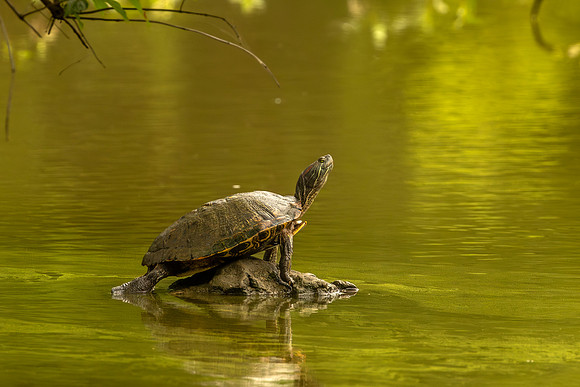 Red-eared slider