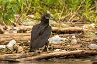 Black vulture