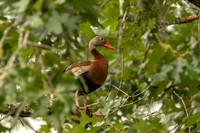Black-bellied whistling duck
