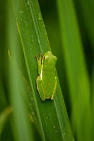Tree frog