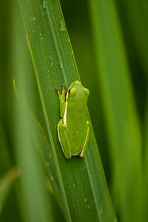 Tree frog