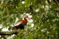 Black-bellied whistling duck