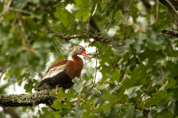 Black-bellied whistling duck