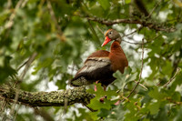 Black-bellied whistling duck