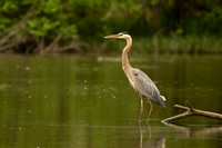 Great blue heron