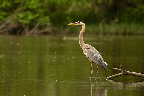 Great blue heron