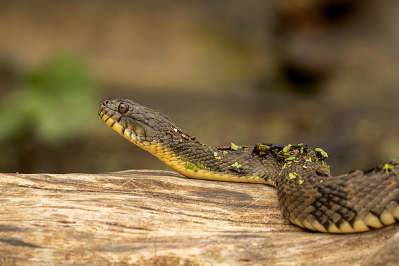 Water snake