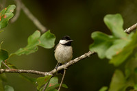 Carolina chickadee