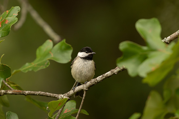 Carolina chickadee