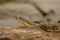 Water snake