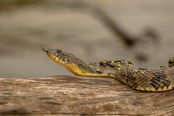 Water snake