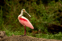 Roseate spoonbill