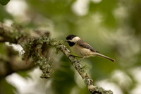 Carolina chickadee
